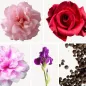 Preview: Duftnoten: Bulgarische Rose, Türkische Rose, Zentifolie, Schwertlilie, Pfeffer Preview: Duftnoten: Bulgarische Rose, Türkische Rose, Zentifolie, Schwertlilie, Pfeffer